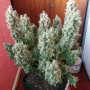 Сорт семян каннабиса Auto Gagarin new Feminised Silver